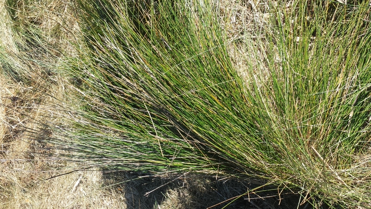 Grass / Reed identification Farmstyle Australia